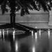 Tree Lights by rosiekerr