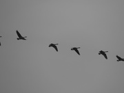 10th Dec 2015 - Flying Geese