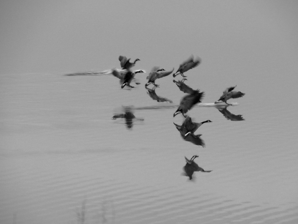 Geese Landing by randy23