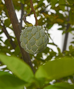 13th Dec 2015 - budha Head Fruit