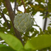budha Head Fruit by ianjb21
