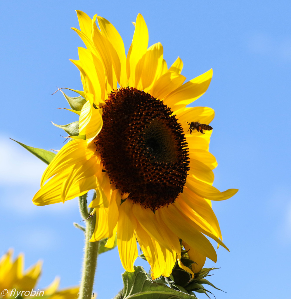 Sunflower attraction by flyrobin