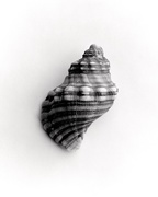 12th Dec 2015 - Shell on white