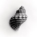 Shell on white by peterdegraaff