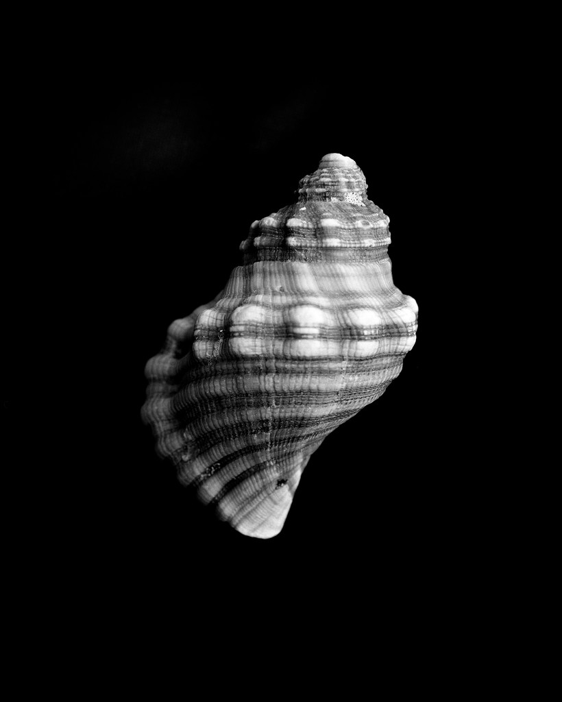 Shell on black by peterdegraaff