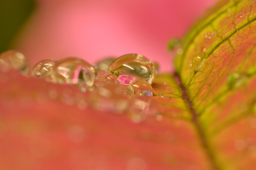 Leaf  droplets and rose by ziggy77