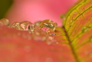 13th Dec 2015 - Leaf  droplets and rose