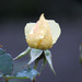 December Rose Bud by seattlite