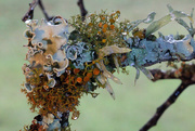 13th Dec 2015 - oak tree lichen_36:365