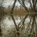 Swamp by jack4john