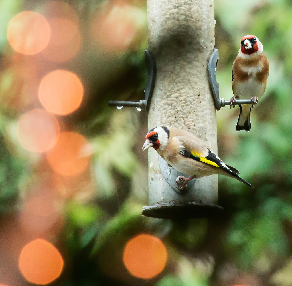 2015 11 13 Bokeh and Birds by pamknowler