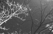 8th Dec 2015 - Bare Branches in the Streetlight