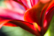 12th Dec 2015 - lily abstract