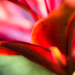 lily abstract by aecasey