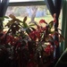 Christmas cactus by pandorasecho