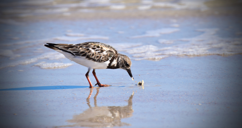 Sandpiper on the Beach by rickster549