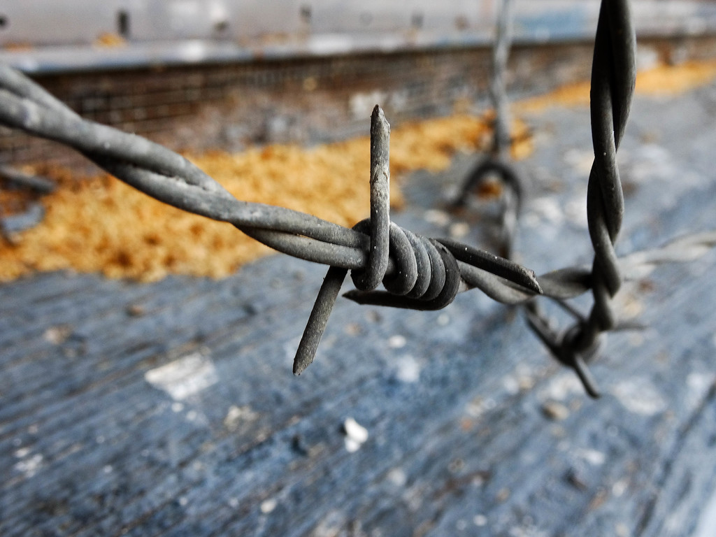 Depot Barbed Wire by jae_at_wits_end