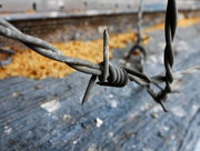 13th Dec 2015 - Depot Barbed Wire