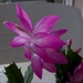 Christmas cactus by mimiducky