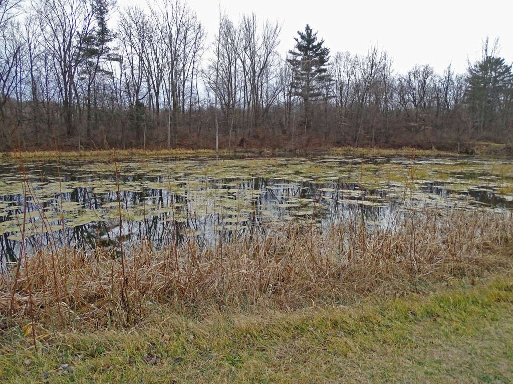 Pond by annepann