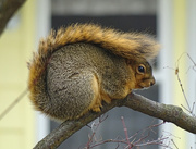 11th Dec 2015 - Squirrel