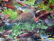 6th Dec 2015 - Red Shafted Male Northern Flicker