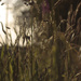 grasses sway in the last light by kali66