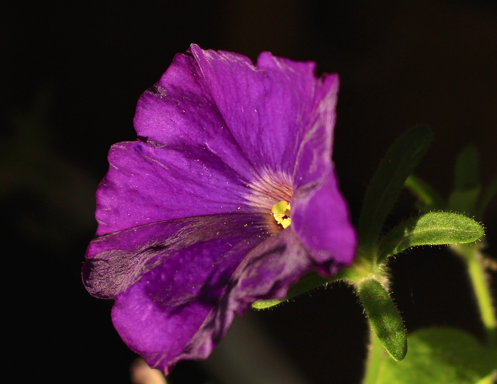 Potted purple petunia by kiwinanna