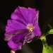Potted purple petunia by kiwinanna