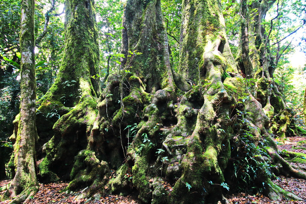Antarctic Beech Trees Bases by terryliv