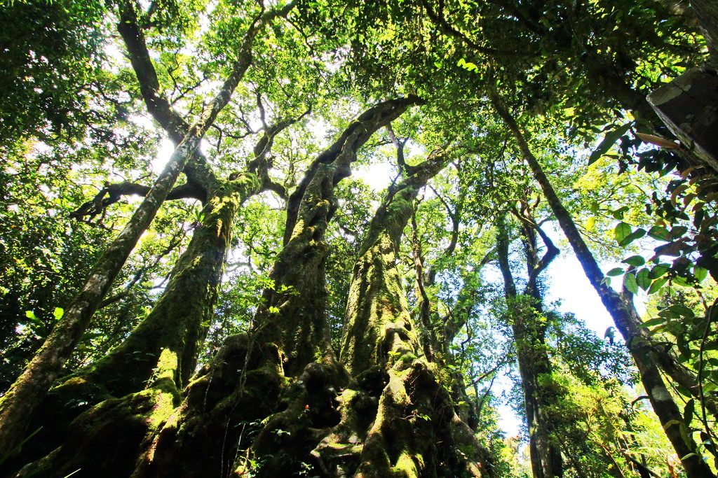 Antarctic Beech Trees by terryliv