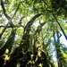 Antarctic Beech Trees by terryliv