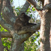 perfect perch by koalagardens