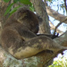 relax man! by koalagardens