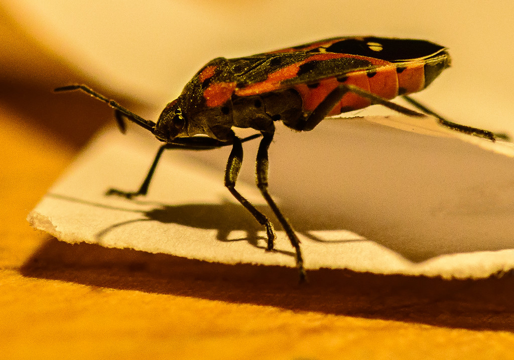 Bug On the Counter  by jgpittenger