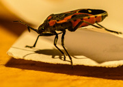 15th Dec 2015 - Bug On the Counter 