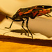 Bug On the Counter  by jgpittenger