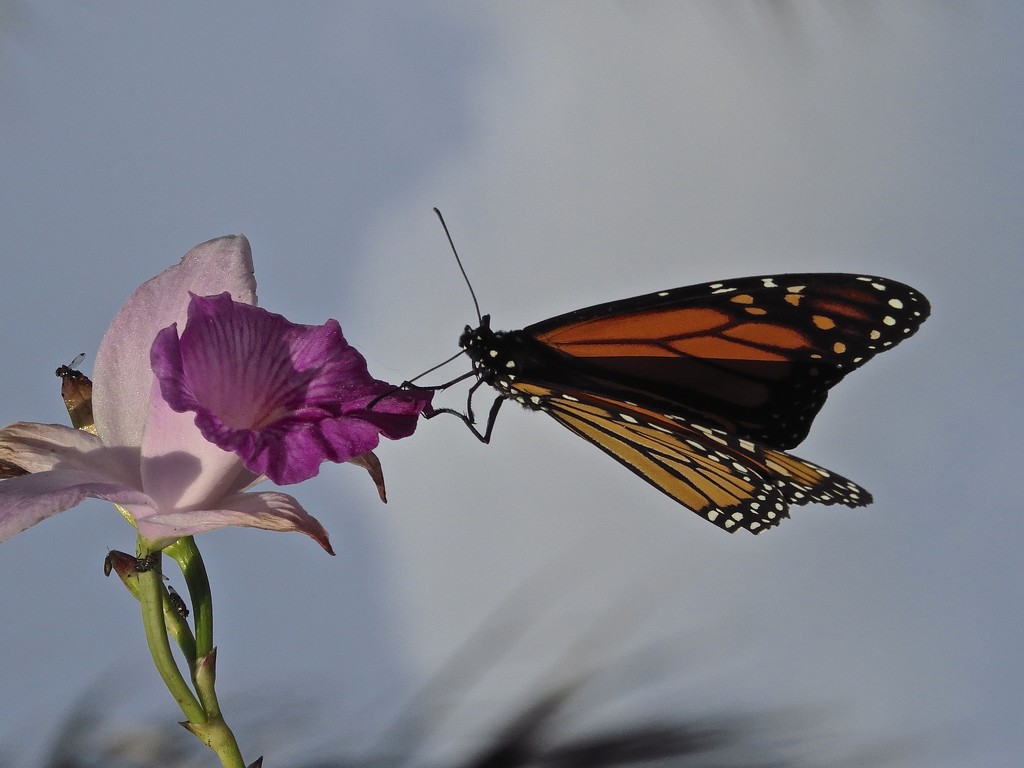 Monarch at Bok Tower Gardens by rob257