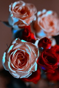 14th Dec 2015 - Roses are.....