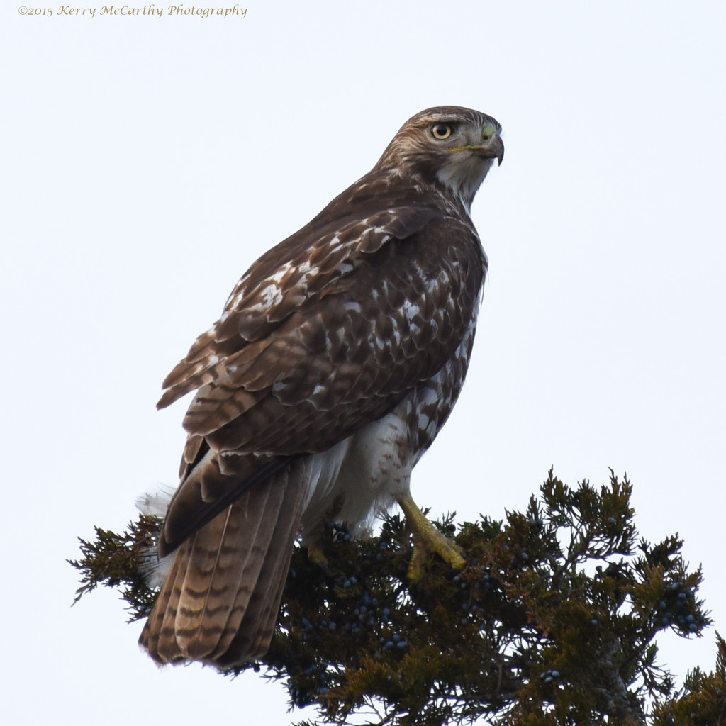 Red-tailed hawk on a gray day by mccarth1