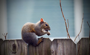 14th Dec 2015 - Hungry Squirrel
