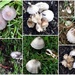 Lots of Toadstools! by happysnaps