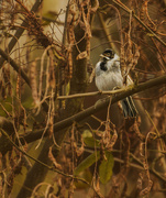 15th Dec 2015 - Reed Bunting