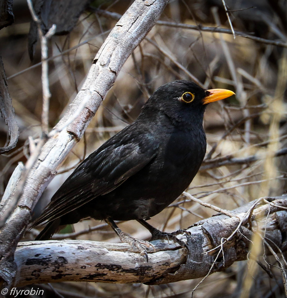 Blackbird by flyrobin