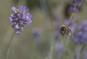15th Dec 2015 - Buzzy Bee