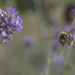 Buzzy Bee by helenw2