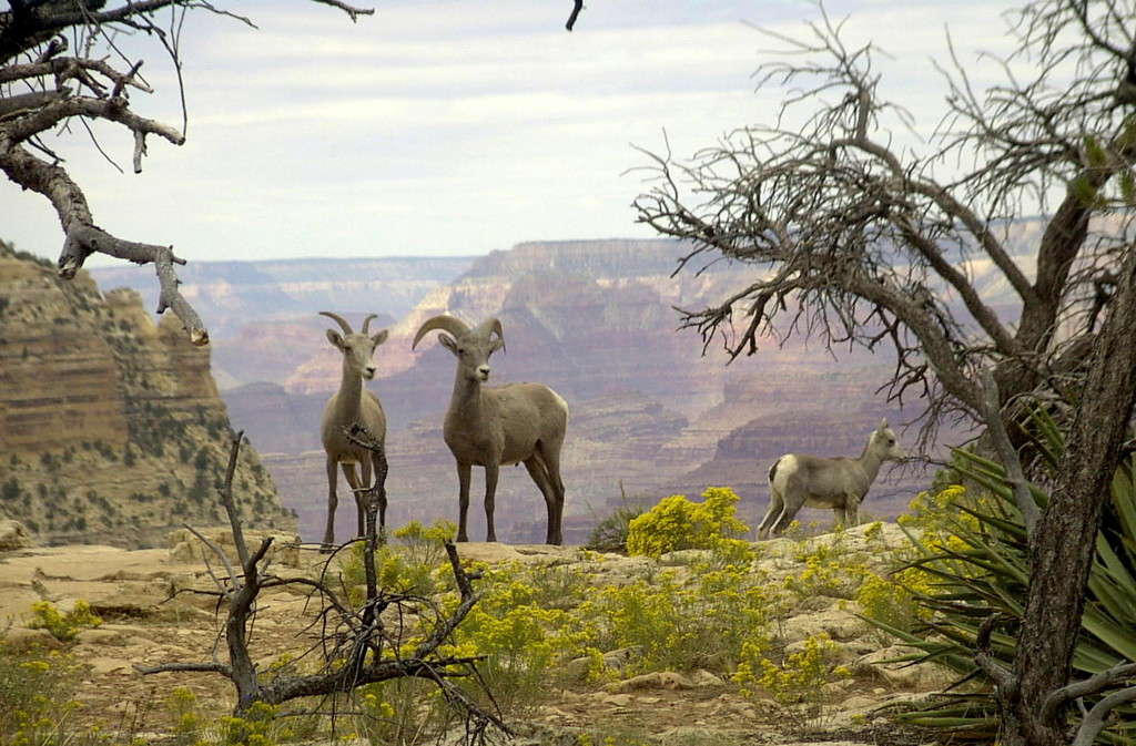 2005 - Grand Canyon Mountain Sheep by stownsend