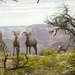 2005 - Grand Canyon Mountain Sheep by stownsend