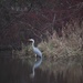 14 December 2015 Heron at Moors Valley Country Park, Dorset by lavenderhouse