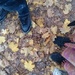 Autumn 3> by nami